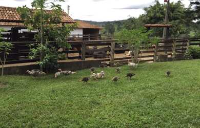 Imagem 16: Fazenda Dumont a Venda. 