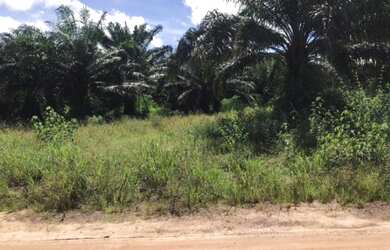 Imagem 10: Na alça viária 309 alqueires documentada 1.445/ha de dendê plantado...