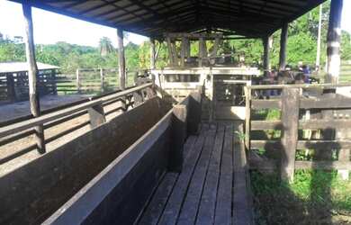 Imagem 8: Fazenda pronta em pasto com 118 alqueires no Pará por R$3,5 milhões