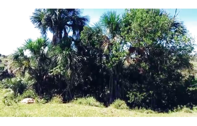 Imagem 9: 38 Alqs Cultura Muita Água Montada Região Goiatins TO