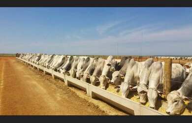 Imagem: A fazenda possui Direto com o proprietário e está localizado