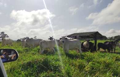 Imagem: A fazenda possui 11616000-0m² de Área e está localizado em