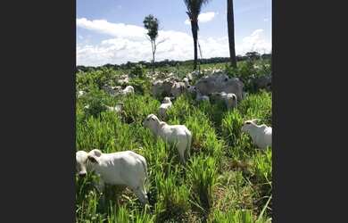 Imagem: A fazenda está localizado em Imperatriz, MA à venda por R$18.300.000