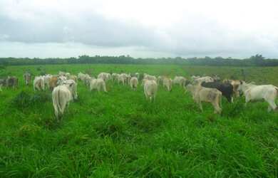 Imagem: A fazenda possui 5711200-0m² de Área e está localizado em