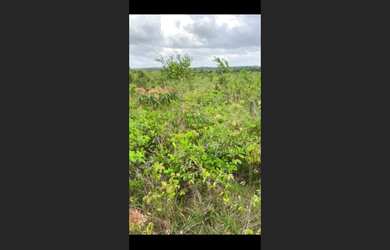 Imagem 9: fazenda 1.300 Hectares por R$4,5 milhoes 50 documentada no Pará