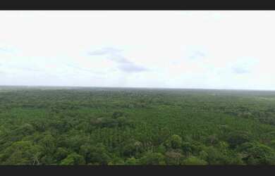 Imagem 4: 104 hectares,45 mil pés de açaí produzindo R$2 Milhões de reais, há...