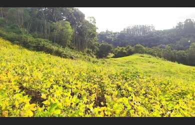 Imagem 11: Terreno rural em Santa Terezinha - SC