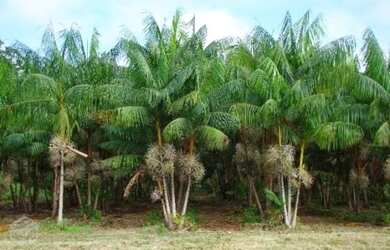 Imagem 12: Fazenda pronta 108 alqueires por R$10 milhões no Pará