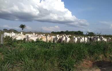 Imagem 1: 400 hectares com pasto pra gado no Pará por R$2 milhões fica passando...