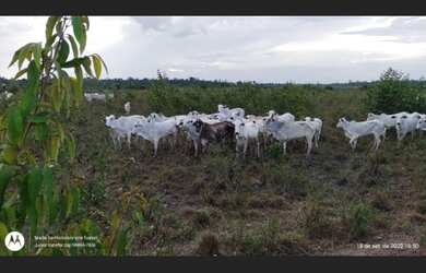 Imagem: A fazenda possui 50.000.000m² de Área e está localizado