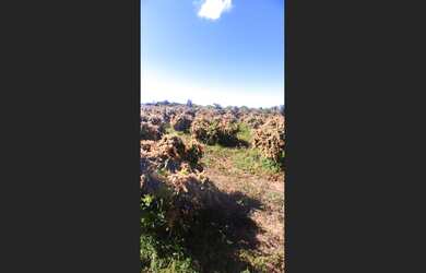 Imagem 2: Venda de Fazenda Produzindo Manga - Área com água em Produção - JUAZEIRO,...