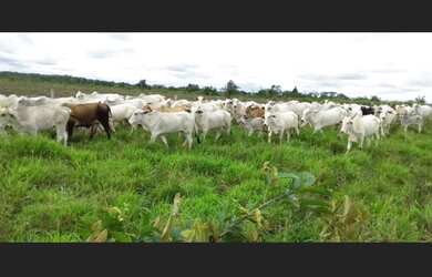 Imagem 3: fazenda 77 alqueires a 55 km de Castanhal está suja