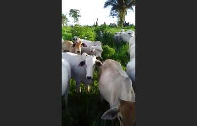 Imagem: A fazenda possui 6000000-0m² de Área e está localizado em