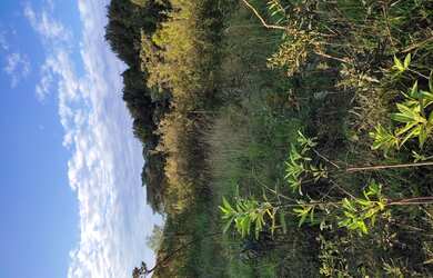 Imagem 16: Fazenda de 60 há São Tiago MG