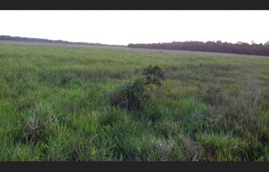 Imagem 3: 300 alqueires com 250 alqueires de abertura a 40 mil o alqueires dupla...