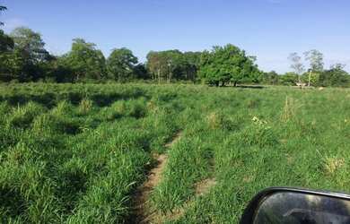 Imagem: A fazenda está localizado em Pindorama do Tocantins, TO à