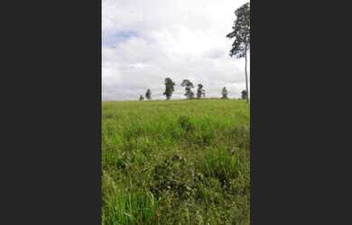 Imagem 10: R$15 milhões fazenda 250 alqueires no Pará com mil cabeças de gado
