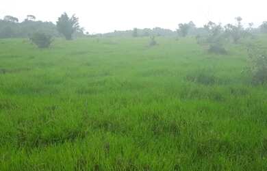 Imagem 3: Fazenda 300 alqueres com 270 aberto por R$40 mil o alqueire