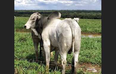 Imagem 10: Fazenda Nova Piratininga