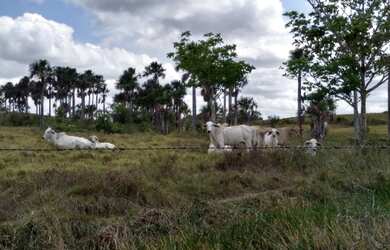 Imagem 16: 400 hectares com pasto pra gado no Pará por R$2 milhões fica passando...