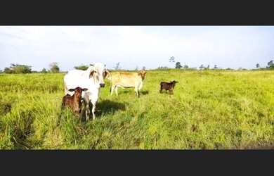 Imagem: A fazenda possui 14520000-0m² de Área e está localizado em