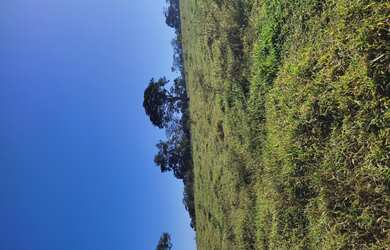 Imagem 11: Fazenda de 255 há em Bom Sucesso MG