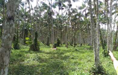 Imagem 2: 104 hectares,45 mil pés de açaí produzindo R$2 Milhões de reais, há...