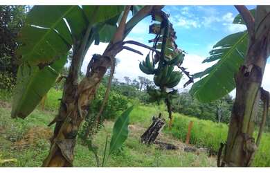 Imagem 4: Sitio colniza. 