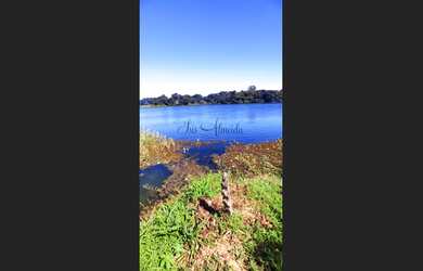 Imagem 6: Venda de Fazenda Produzindo Manga - Área com água em Produção - JUAZEIRO,...