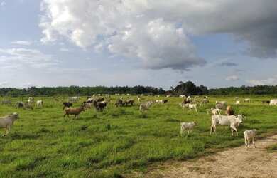 Imagem 1: Fazenda 160 alqueires pra gado na região de Paragominas-PA por R$40 mil...