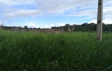 Imagem 2: R250 mil reais chácara de 25 hectares com 14 hectares de pasto no Taua