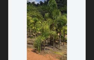 Imagem: A chácara está localizado em Alfredo Chaves, ES à venda por