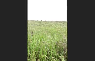 Imagem 11: R$15 milhões fazenda 250 alqueires no Pará com mil cabeças de gado