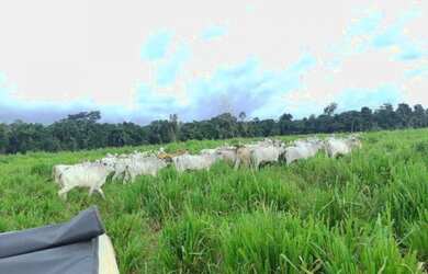Imagem 3: Fazenda 160 alqueires pra gado na região de Paragominas-PA por R$40 mil...
