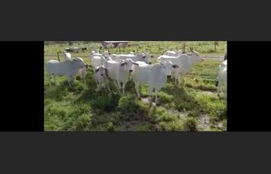 Imagem: A fazenda possui 1210000-0m² de Área e está localizado em