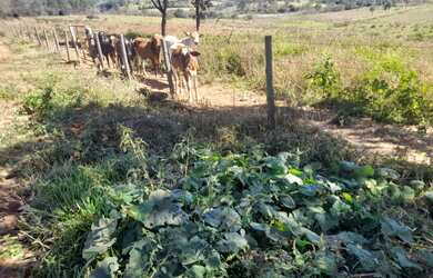 Imagem 2: Fazenda de 21 há em Itapecerica MG