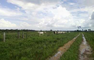 Imagem 3: Fazenda pronta em pasto com 118 alqueires no Pará por R$3,5 milhões