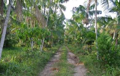 Imagem 9: Fazenda pronta 108 alqueires por R$10 milhões no Pará
