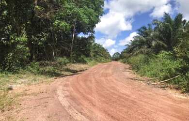 Imagem 6: Na alça viária 309 alqueires documentada 1.445/ha de dendê plantado...