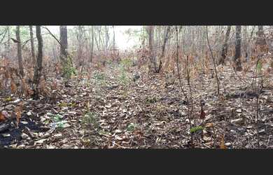 Imagem: A fazenda está localizado em Palmas, TO à venda por R$3.700.000