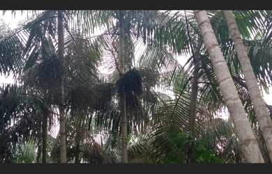 Imagem 14: 104 hectares,45 mil pés de açaí produzindo R$2 Milhões de reais, há...