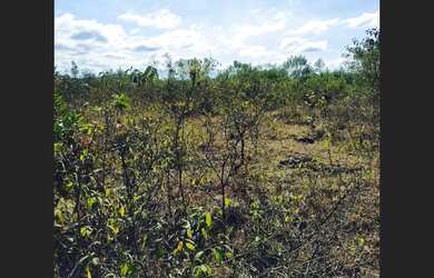 Imagem 10: Fazenda de 110 há em São Tiago MG