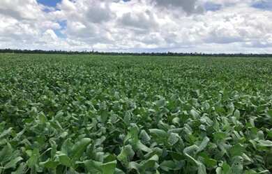 Imagem 3: 4.510 hectares dupla aptidão no Pará solo argiloso 40 de argila