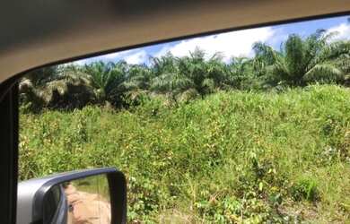 Imagem 9: Na alça viária 309 alqueires documentada 1.445/ha de dendê plantado...