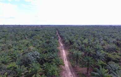 Imagem 3: Na alça viária 309 alqueires documentada 1.445/ha de dendê plantado...