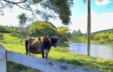 Imagem 7: Fazenda de 3.231 há Sul de Minas MG