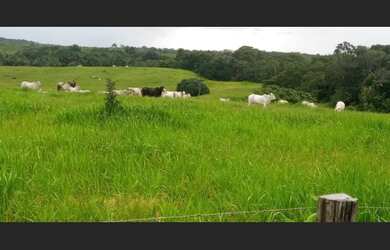 Imagem 7: 400 hectares com pasto pra gado no Pará por R$2 milhões fica passando...