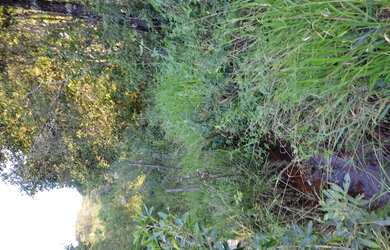 Imagem 15: Fazenda de 60 há São Tiago MG