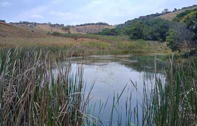 Imagem 3: Fazenda de 50 há em Crucilândia MG
