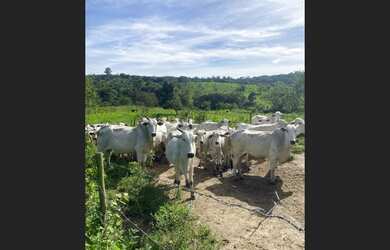 Imagem 14: Fazenda de 420 há em Oliveira MG